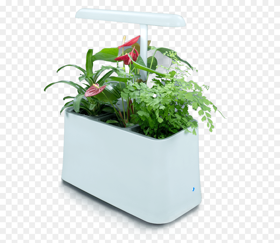 Flowerpot, Jar, Plant, Planter, Potted Plant Free Png Download