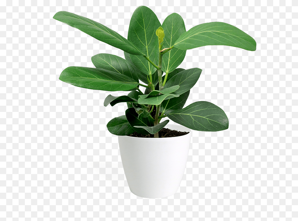 Flowerpot, Leaf, Plant, Potted Plant, Flower Free Png Download
