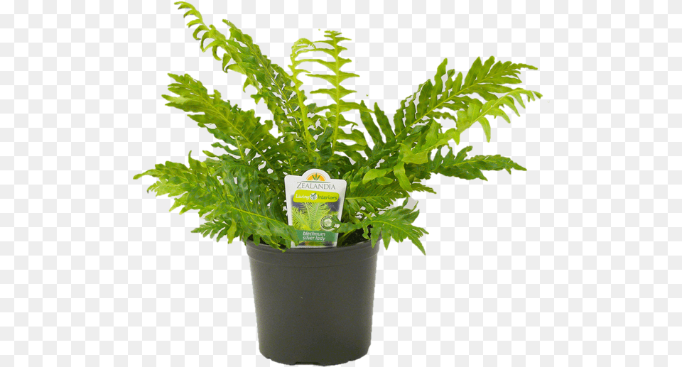 Flowerpot, Fern, Leaf, Plant, Potted Plant Free Png