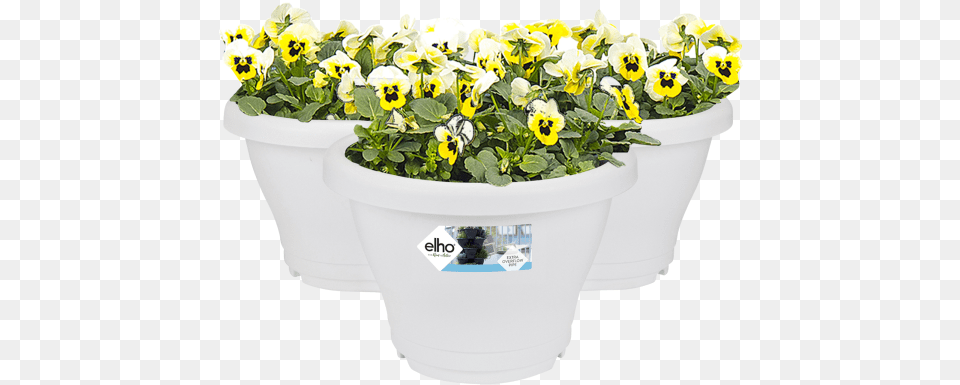 Flowerpot, Flower, Jar, Plant, Planter Png Image