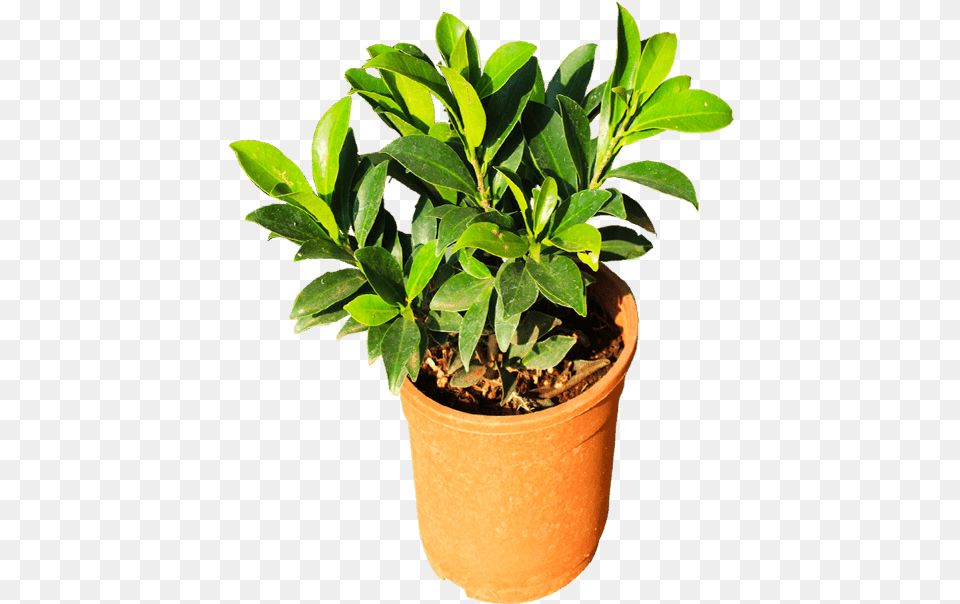 Flowerpot, Leaf, Plant, Potted Plant, Cookware Free Transparent Png