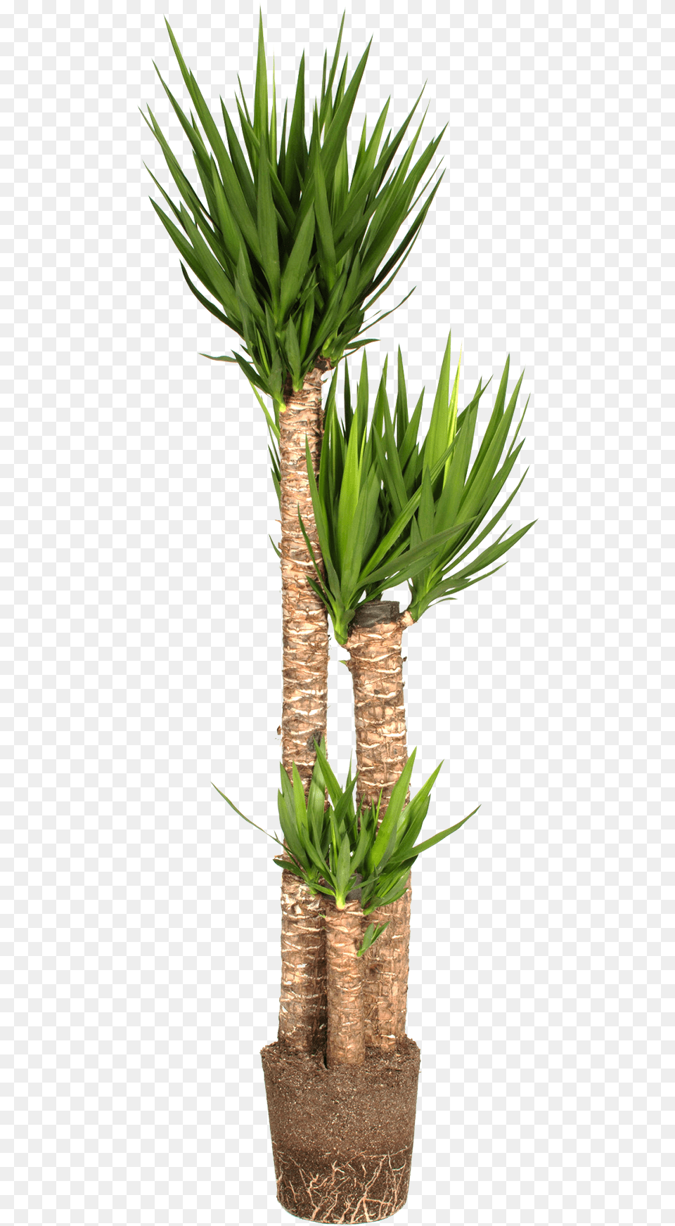 Flowerpot, Plant, Tree, Potted Plant, Palm Tree Png Image