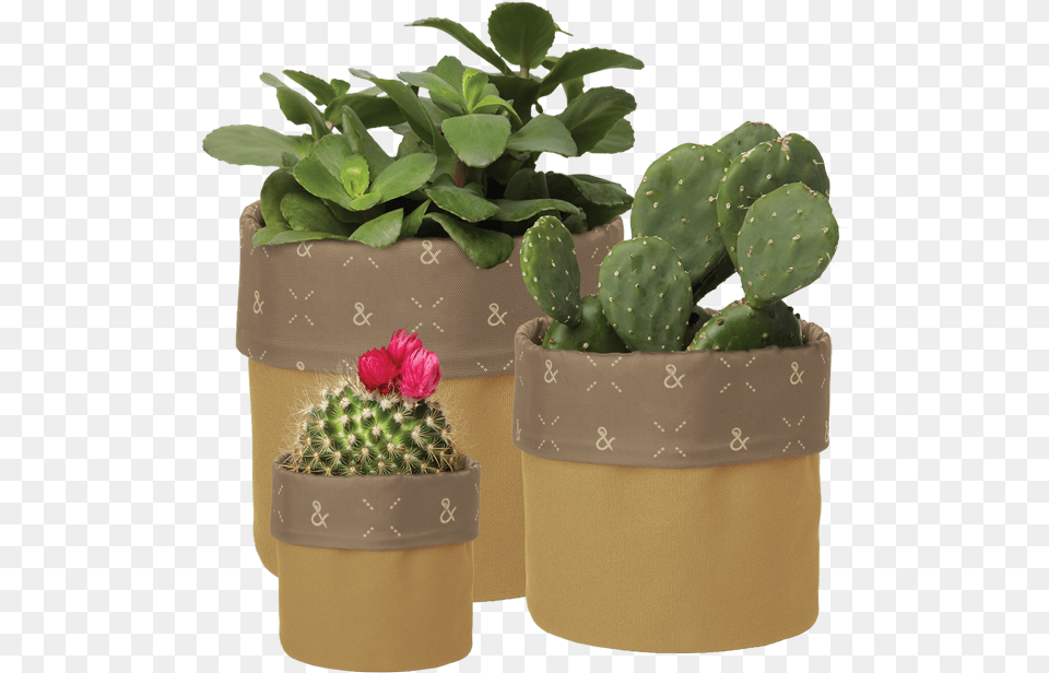 Flowerpot, Jar, Plant, Planter, Potted Plant Png