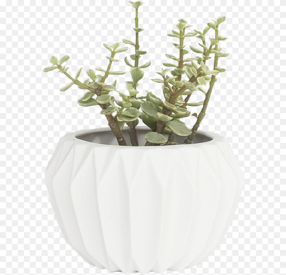 Flowerpot, Jar, Plant, Planter, Potted Plant Png