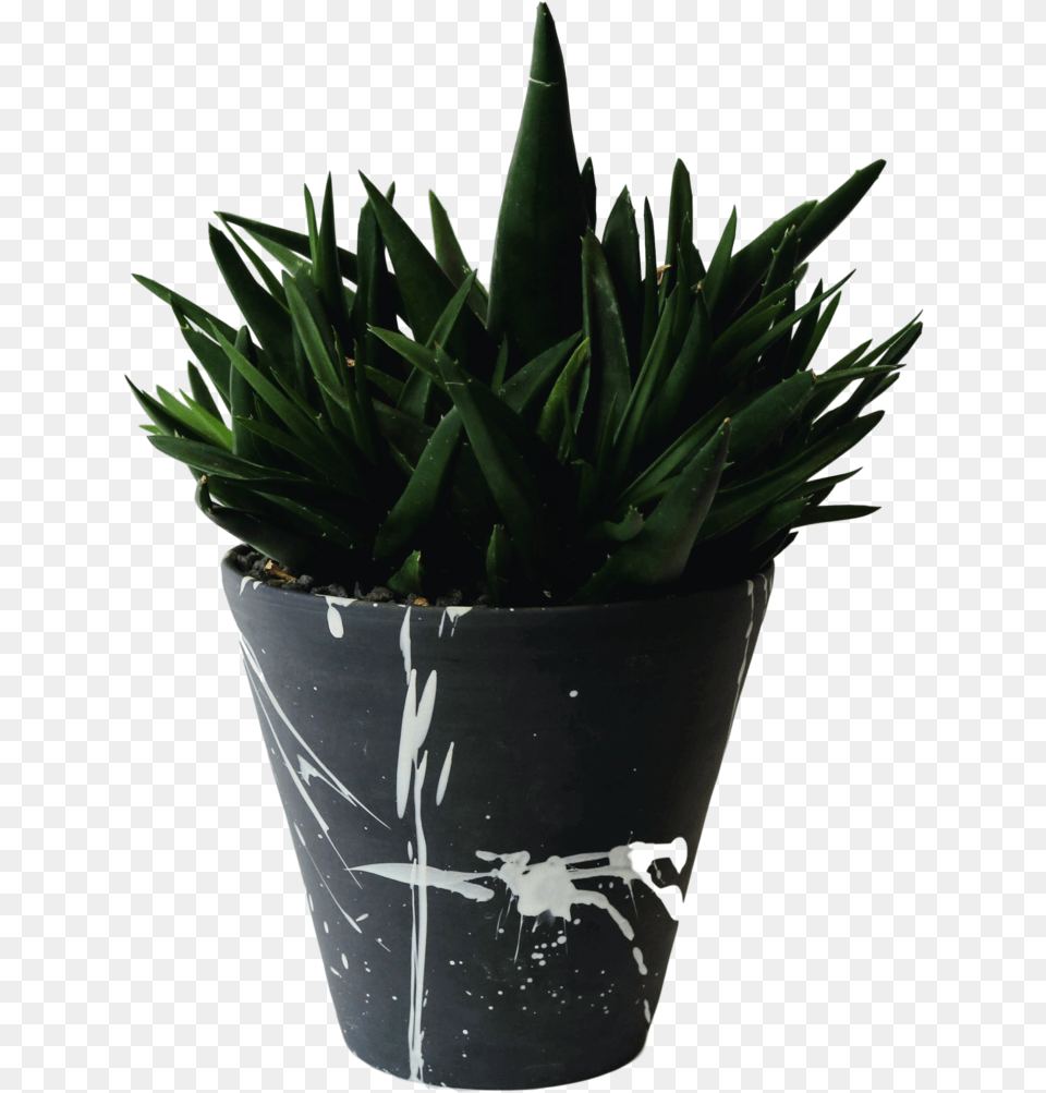 Flowerpot, Plant, Potted Plant, Aloe Free Transparent Png