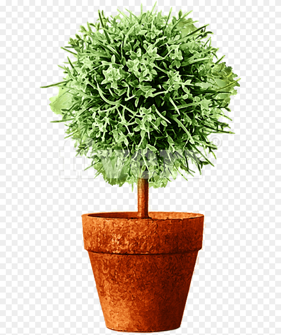 Flowerpot, Tree, Potted Plant, Plant, Pottery Png Image
