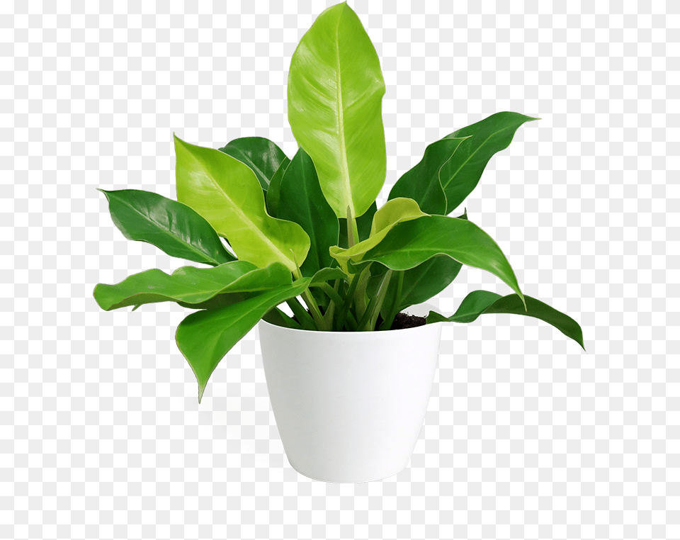 Flowerpot, Jar, Leaf, Plant, Planter Free Transparent Png