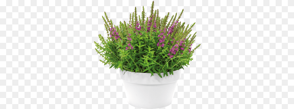 Flowerpot, Herbal, Herbs, Plant, Flower Png