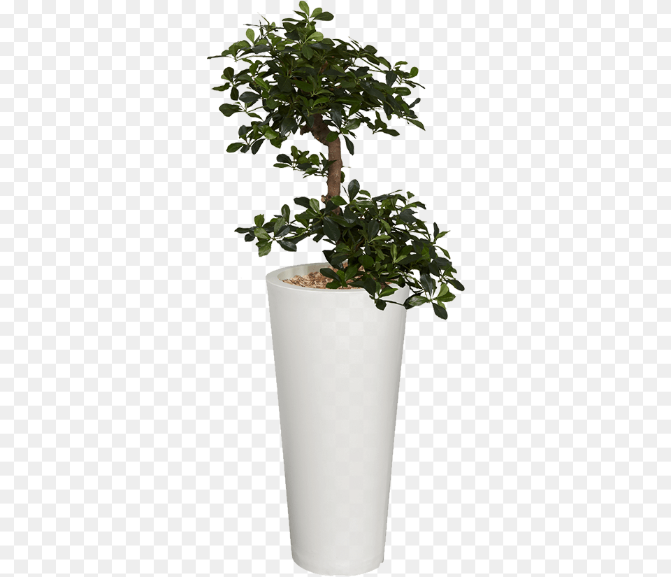 Flowerpot, Plant, Potted Plant, Tree, Jar Png Image