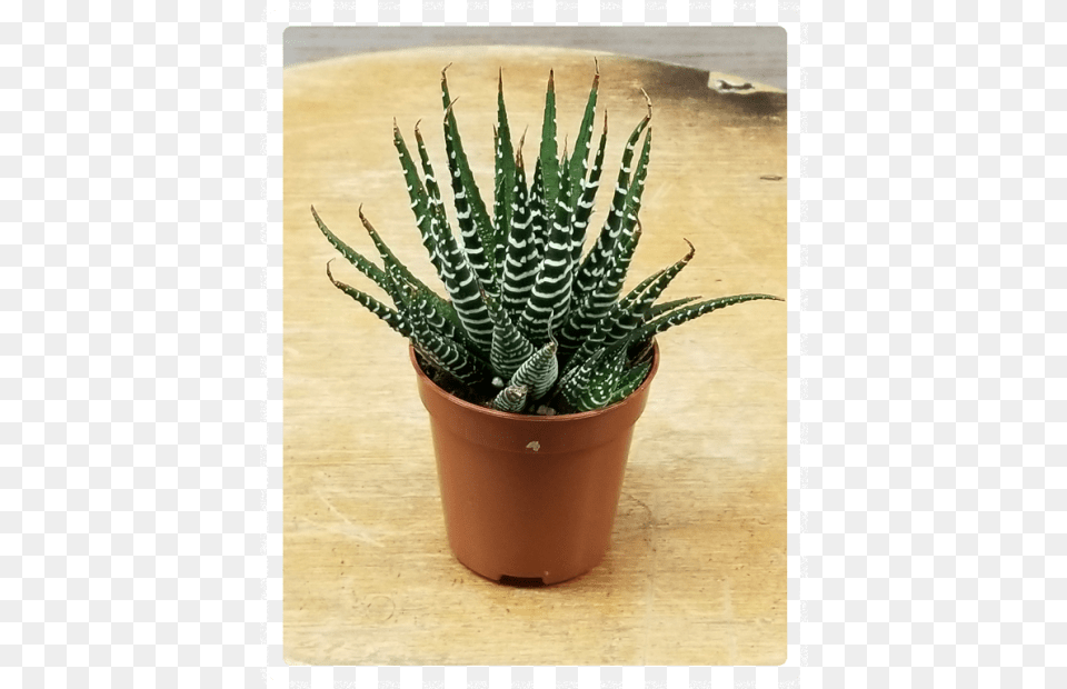 Flowerpot, Plant, Aloe Free Png Download