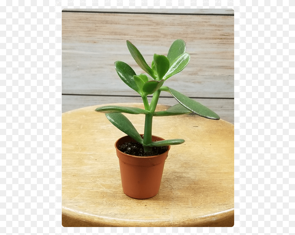 Flowerpot, Leaf, Plant, Potted Plant, Cookware Free Transparent Png