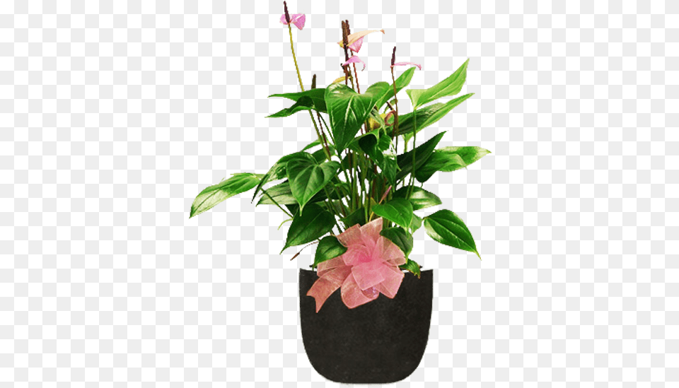 Flowerpot, Flower, Flower Arrangement, Plant, Potted Plant Free Png Download