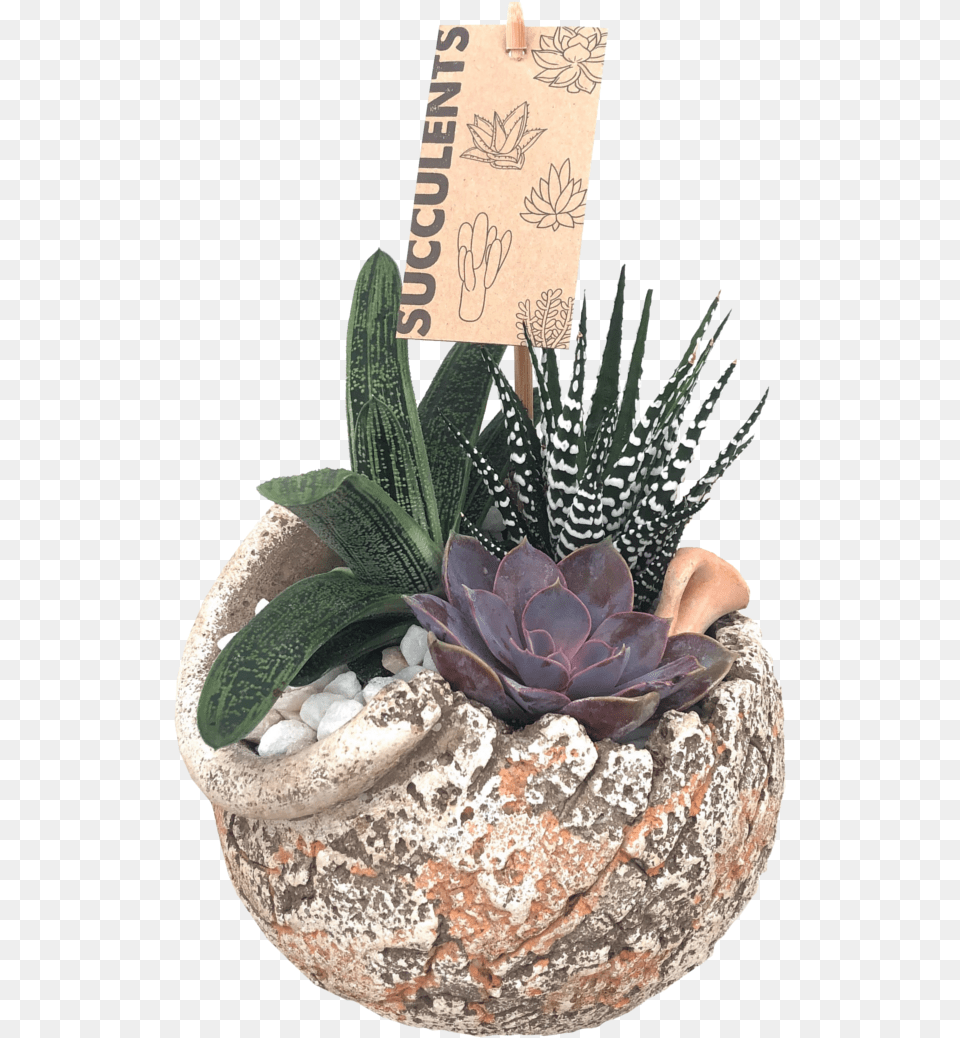 Flowerpot, Jar, Plant, Planter, Potted Plant Free Transparent Png