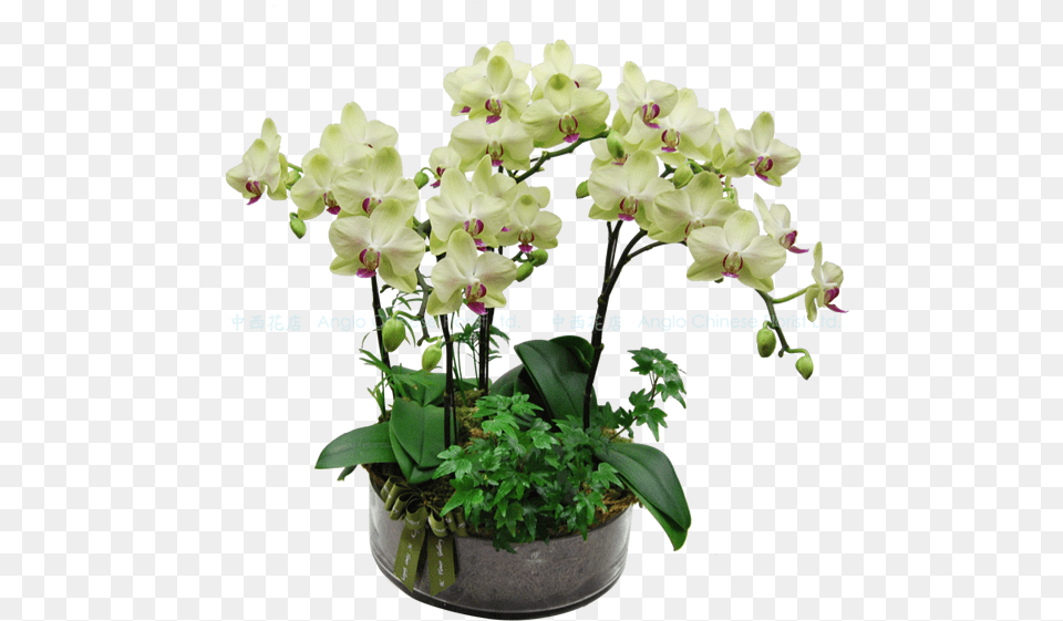 Flowerpot, Flower, Flower Arrangement, Plant, Orchid Png