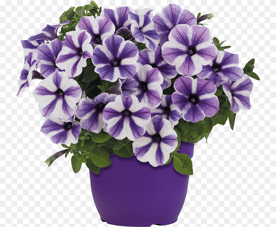 Flowerpot, Flower, Geranium, Plant, Flower Arrangement Png Image