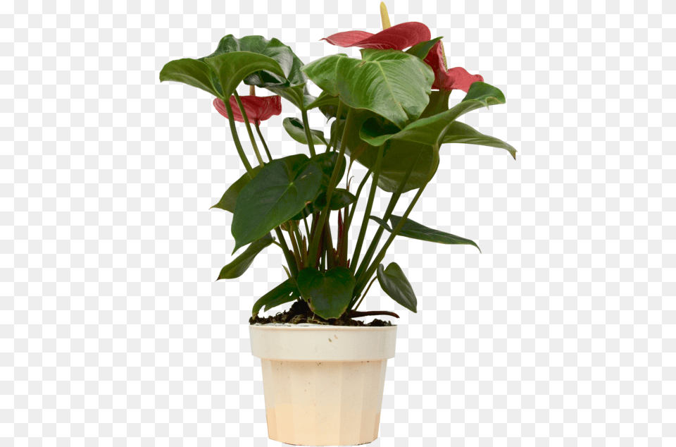 Flowerpot, Flower, Flower Arrangement, Plant, Anthurium Png Image