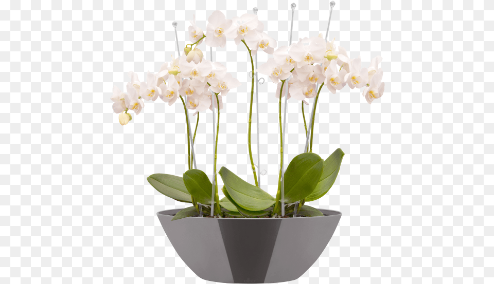 Flowerpot, Flower, Flower Arrangement, Plant, Ikebana Png