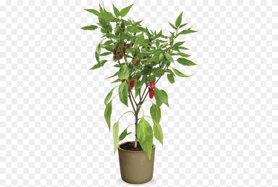 Flowerpot, Plant, Leaf, Potted Plant, Food Png Image