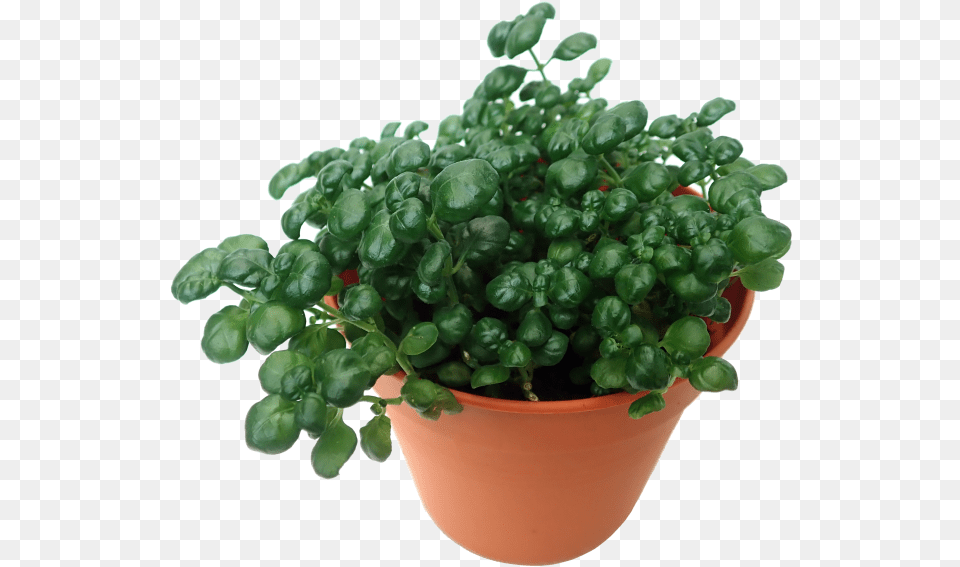 Flowerpot, Plant, Potted Plant, Leaf, Pottery Free Png Download