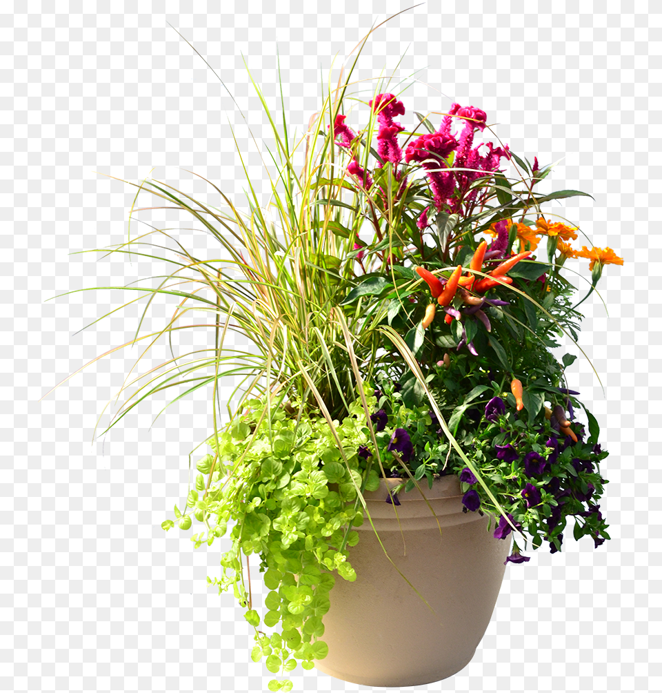 Flowerpot, Flower, Flower Arrangement, Flower Bouquet, Geranium Free Png Download