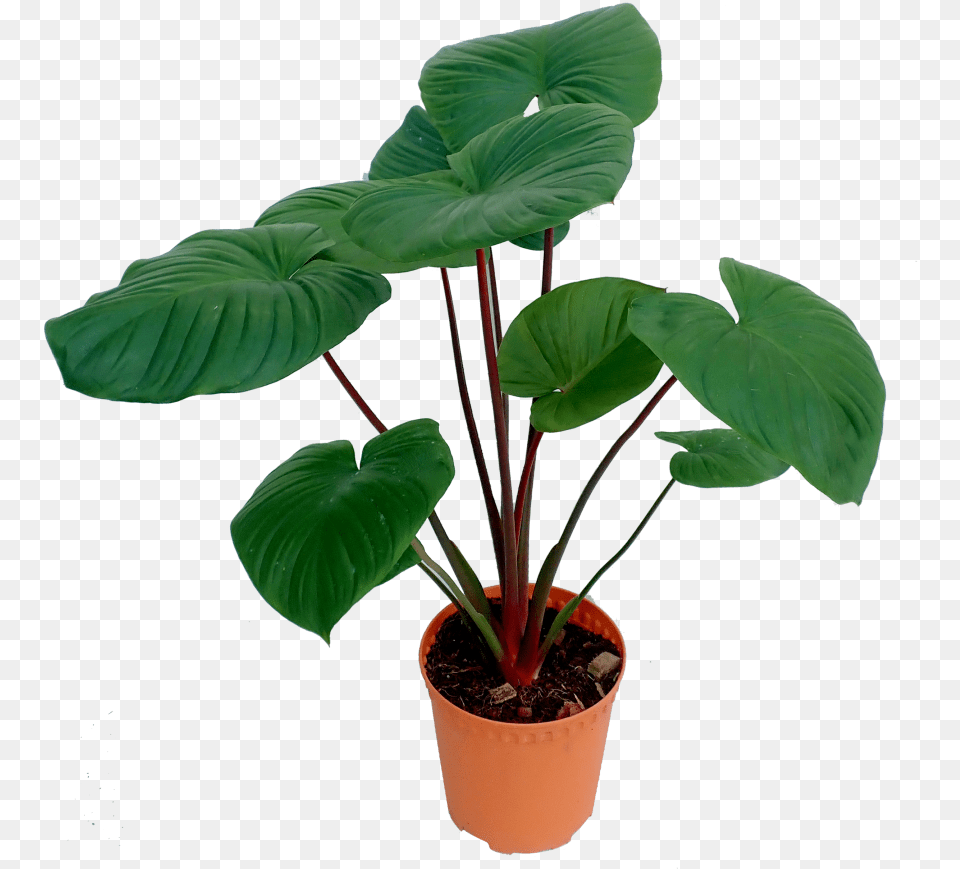 Flowerpot, Leaf, Plant, Flower, Potted Plant Png Image