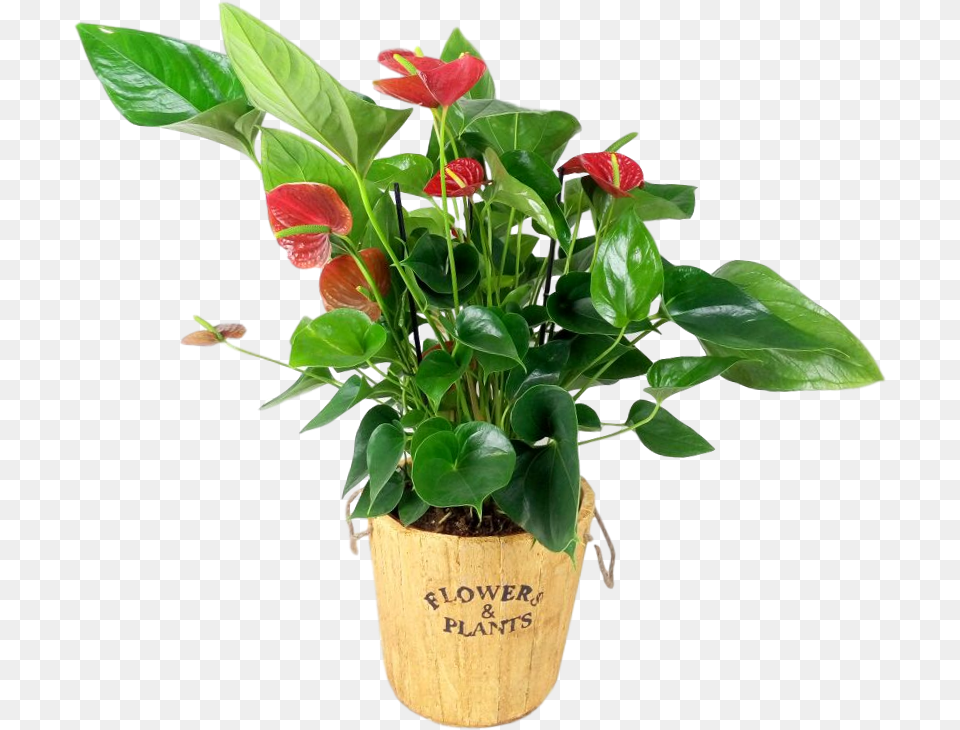 Flowerpot, Flower, Plant, Potted Plant, Flower Arrangement Free Png