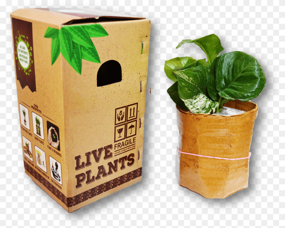Flowerpot, Leaf, Potted Plant, Herbal, Herbs Free Transparent Png
