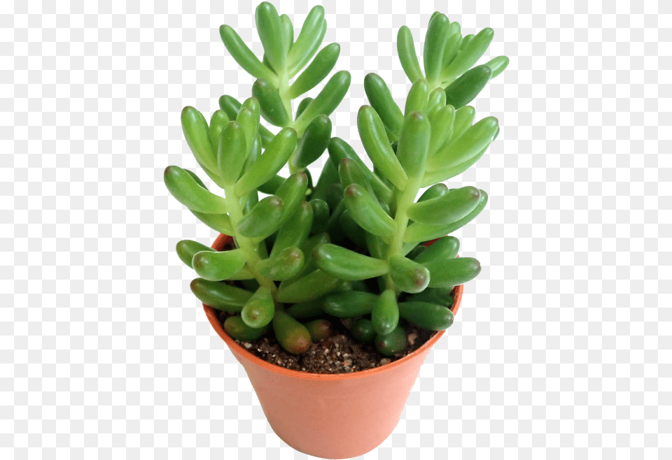 Flowerpot 4705, Plant, Potted Plant Free Png