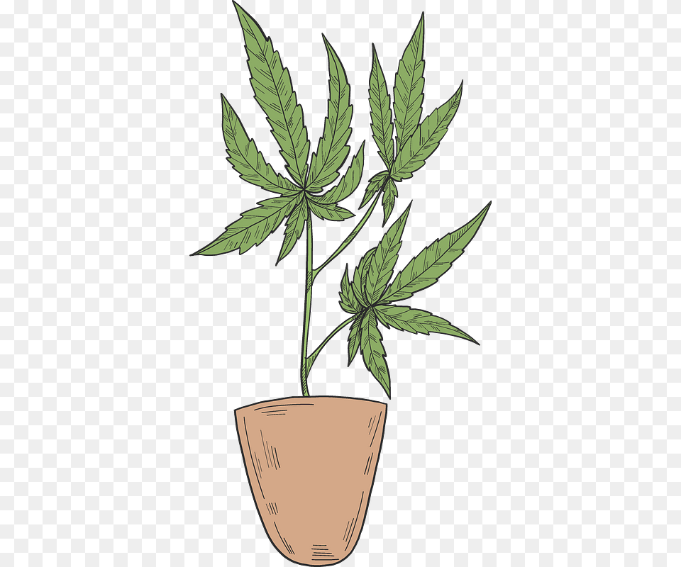 Flowerpot, Hemp, Leaf, Plant Png