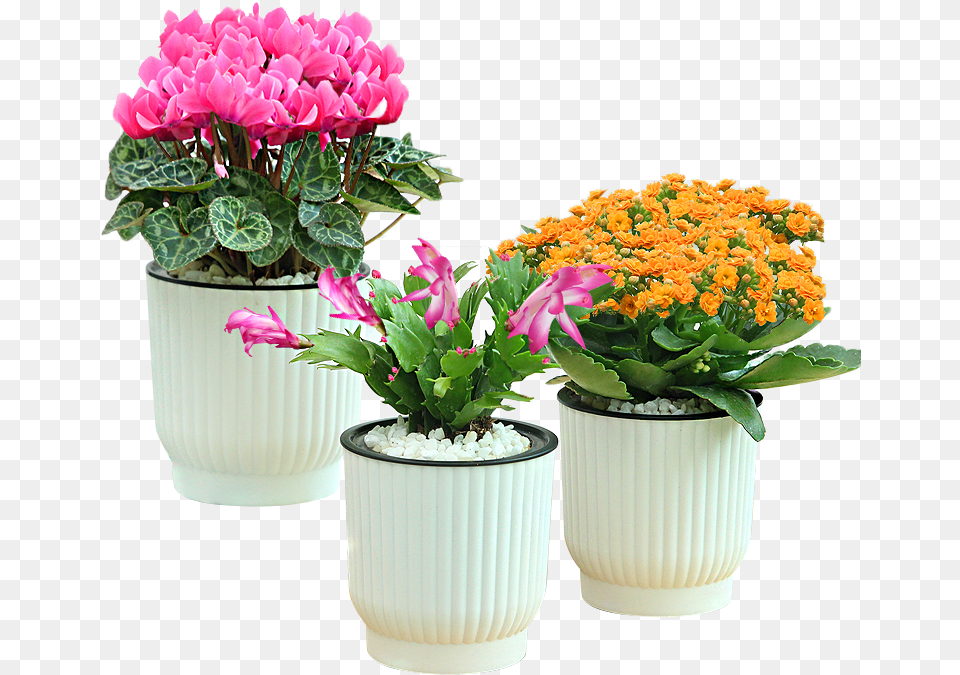 Flowerpot, Flower, Pottery, Potted Plant, Planter Png