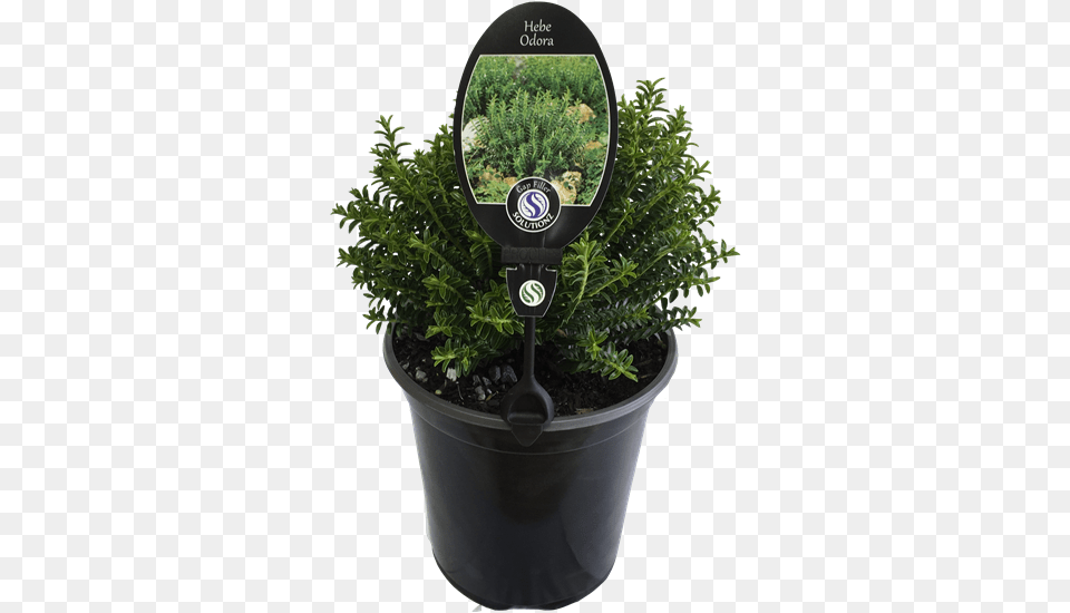 Flowerpot, Plant, Potted Plant, Tree, Conifer Png