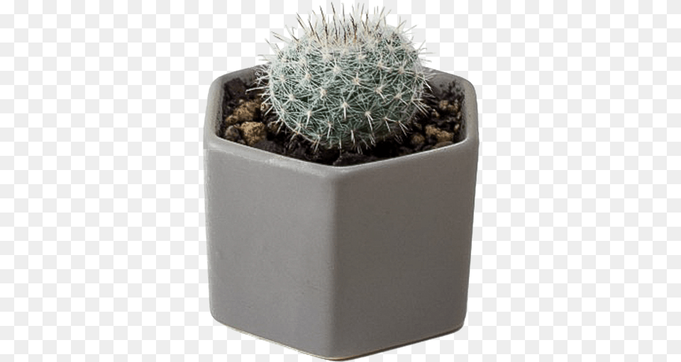 Flowerpot, Plant, Potted Plant, Cactus Free Png Download