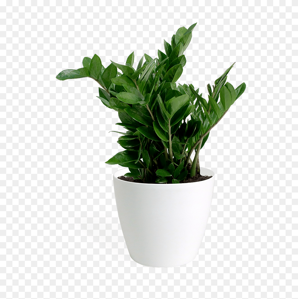 Flowerpot, Leaf, Plant, Potted Plant, Jar Free Png