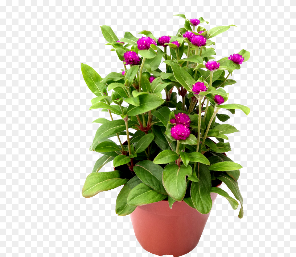 Flowerpot, Flower, Flower Arrangement, Potted Plant, Plant Png