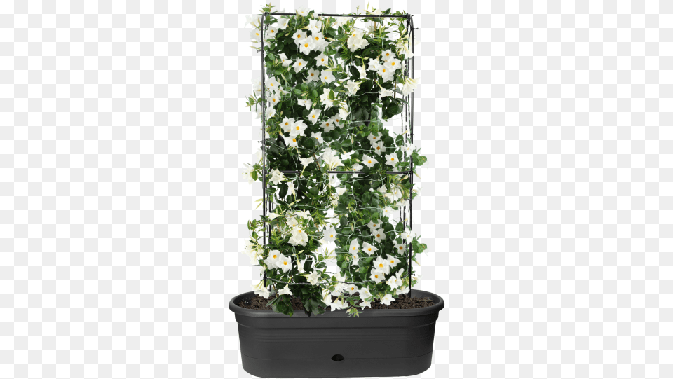 Flowerpot, Flower, Potted Plant, Plant, Geranium Free Png Download