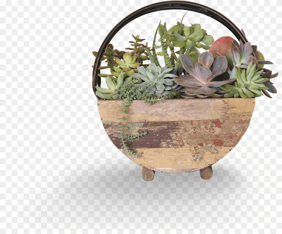 Flowerpot, Jar, Plant, Planter, Potted Plant Free Png