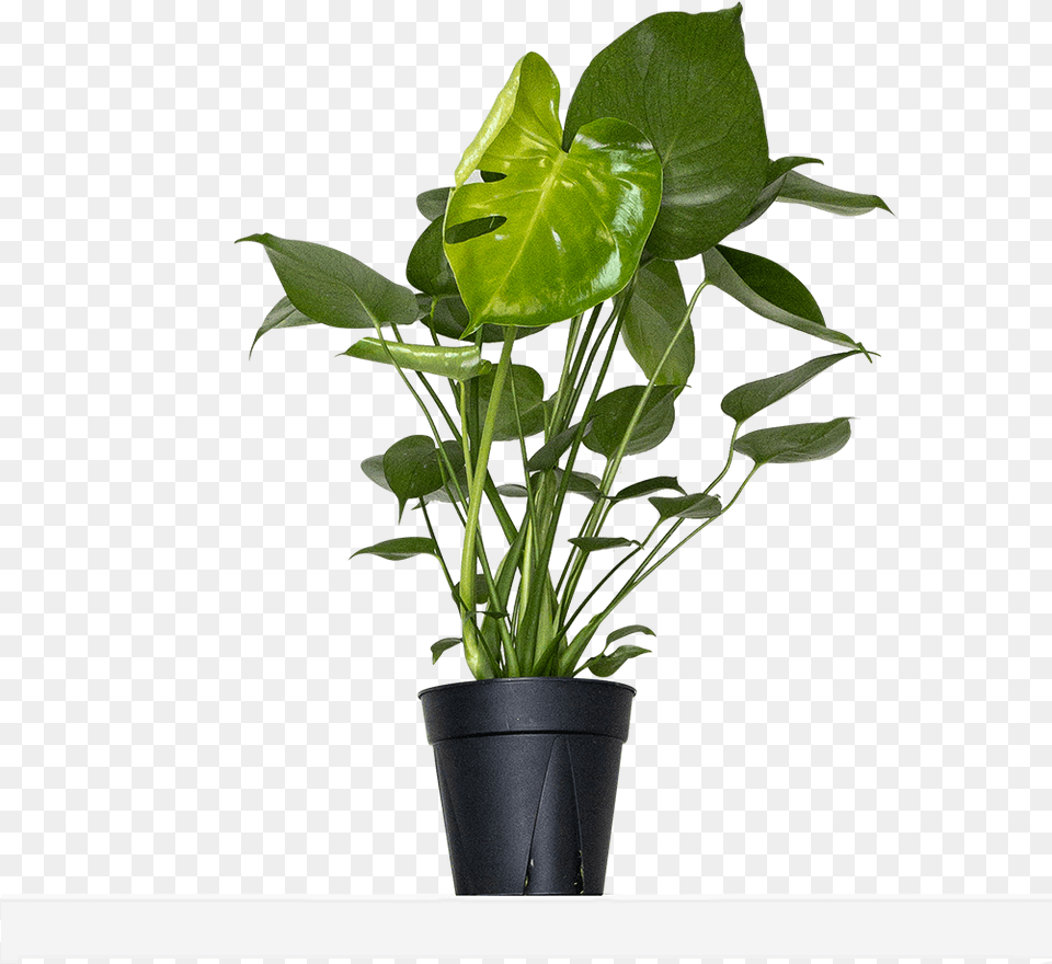 Flowerpot, Flower, Leaf, Plant, Flower Arrangement Free Png Download