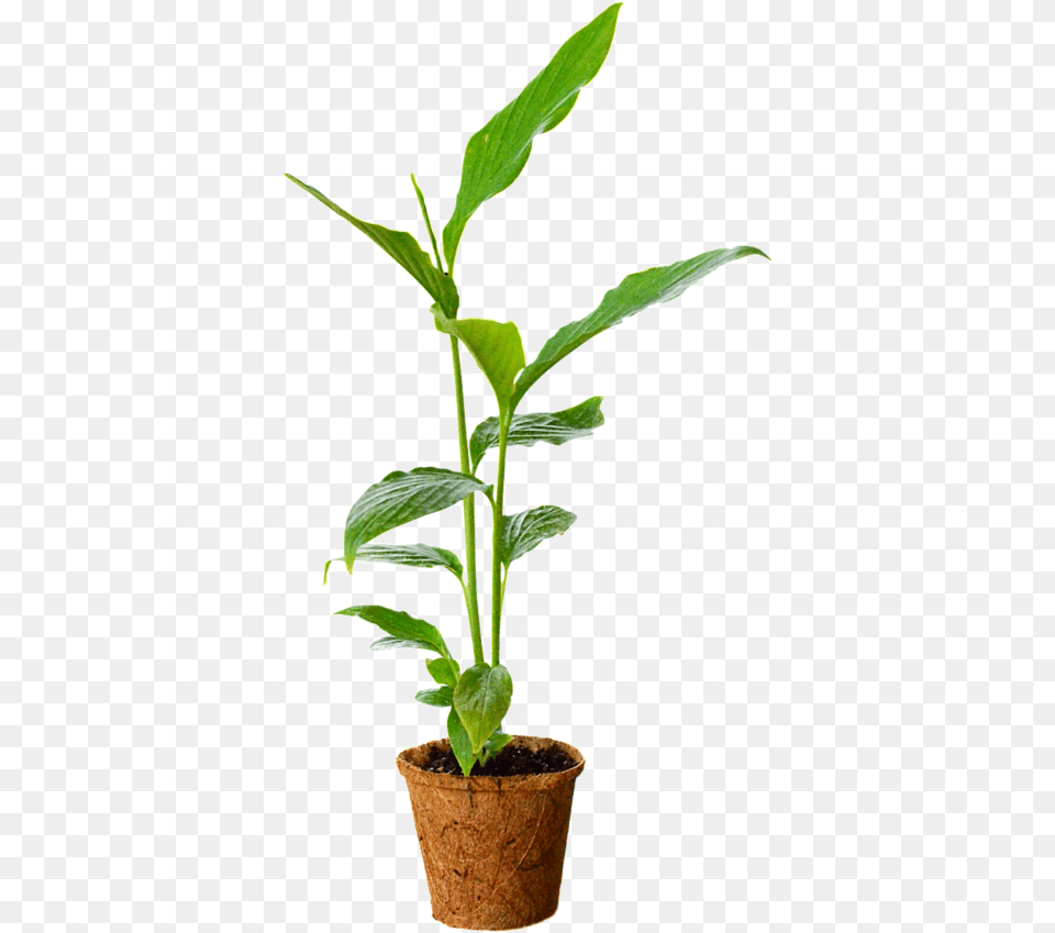 Flowerpot, Leaf, Plant, Tree, Potted Plant Free Transparent Png