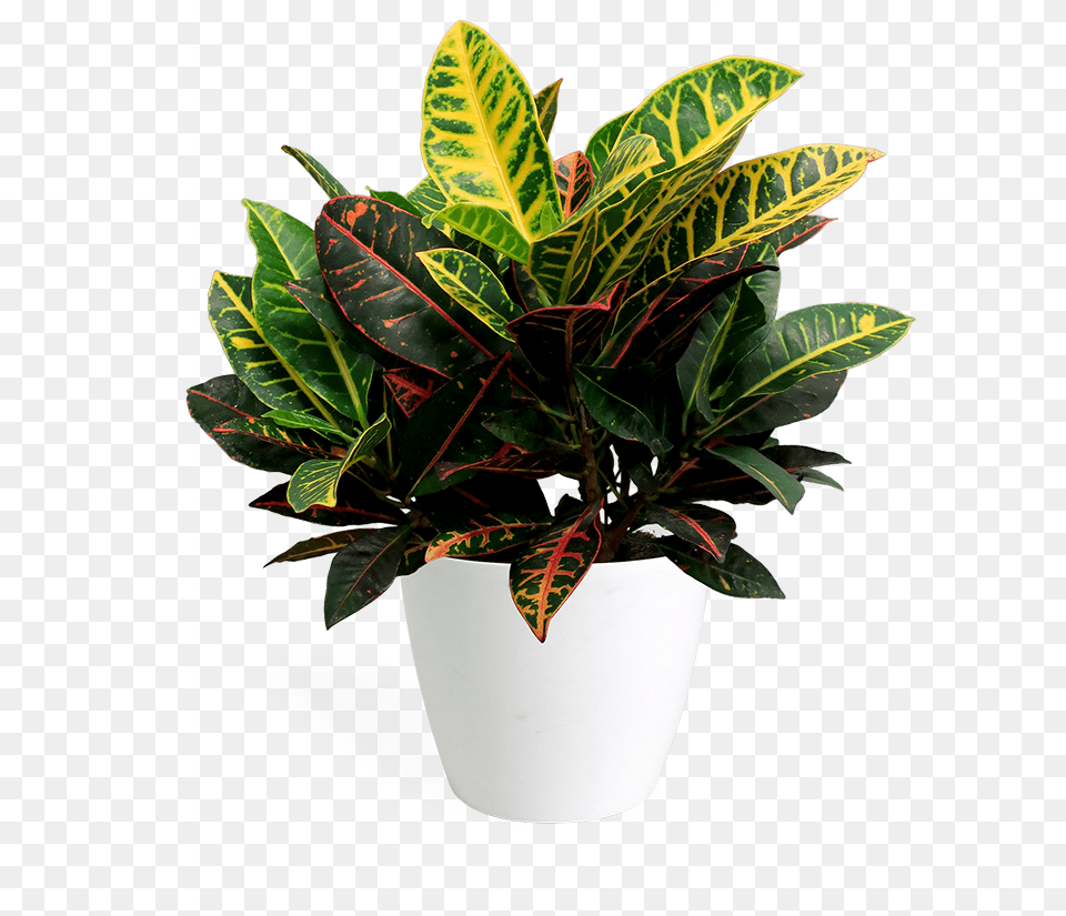 Flowerpot, Leaf, Potted Plant, Plant, Pottery Png