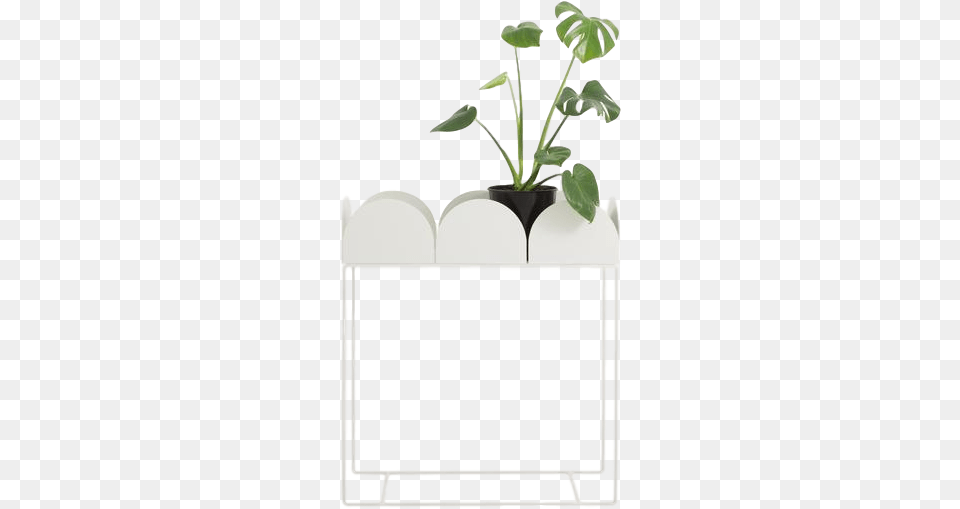 Flowerpot, Jar, Leaf, Plant, Planter Png Image