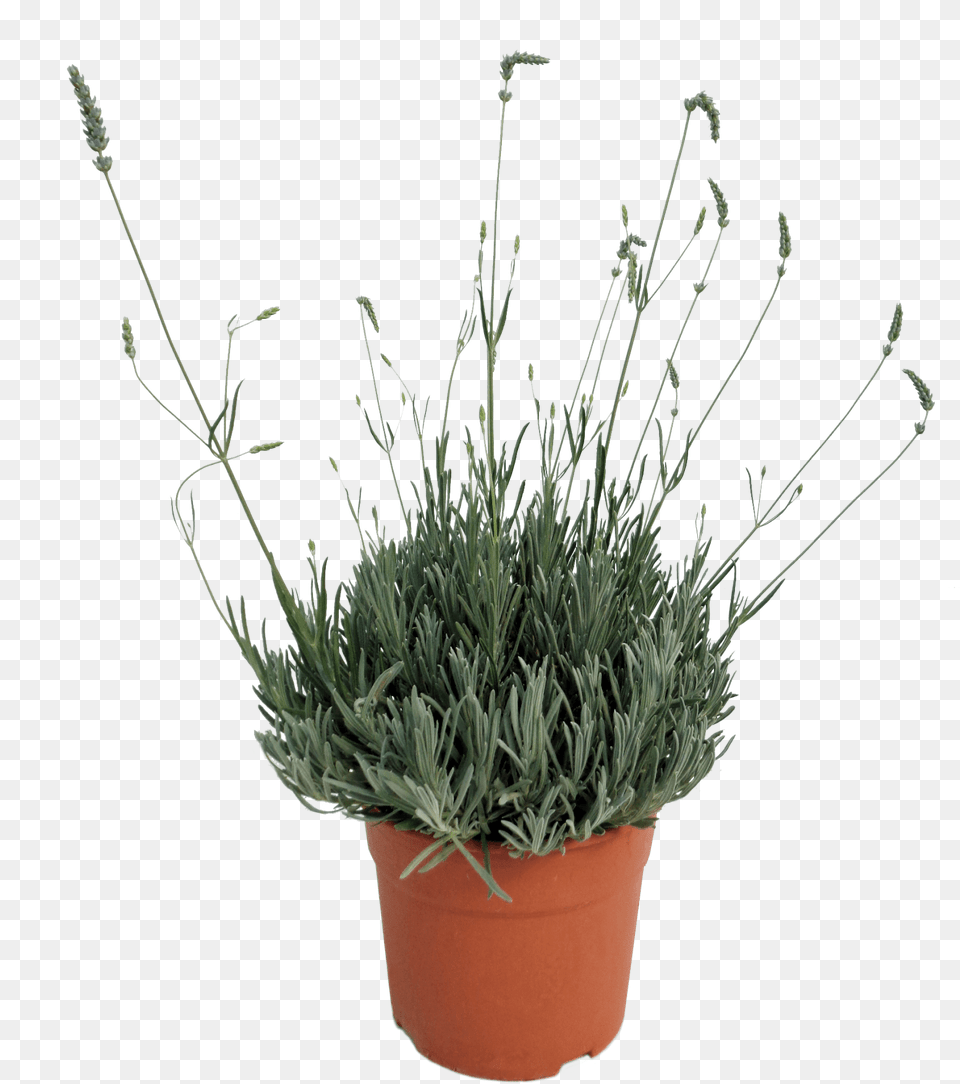 Flowerpot Download Dianthus, Plant, Grass, Potted Plant, Flower Free Transparent Png