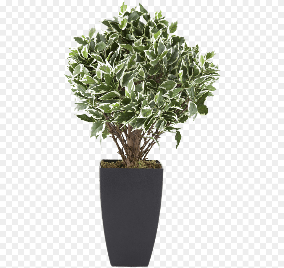 Flowerpot Houseplant Euclidean Vector Tree Potted Shrub, Plant, Leaf, Potted Plant, Pottery Free Transparent Png