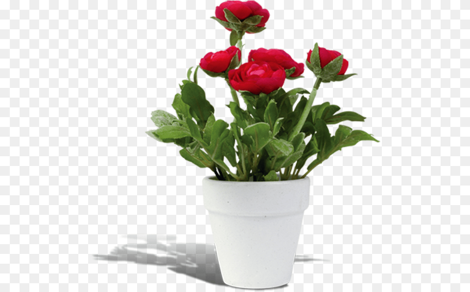 Flowerpot Rosa Chinensis Flower Pot Background, Flower Arrangement, Flower Bouquet, Geranium, Plant Png Image