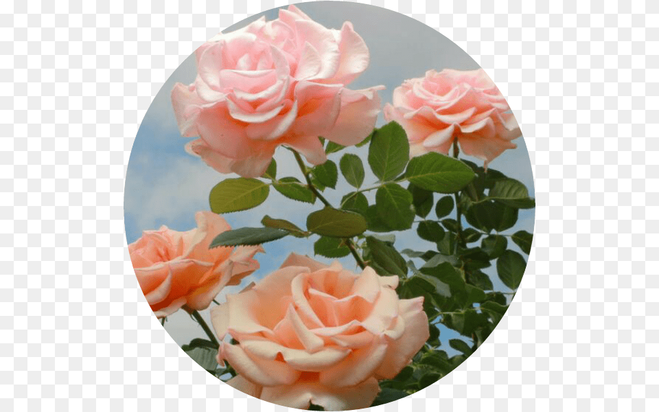 Flowerpower S Rosas Flores Roses Circulo Vintage Fondos Aesthetics, Flower, Petal, Photography, Plant Free Png