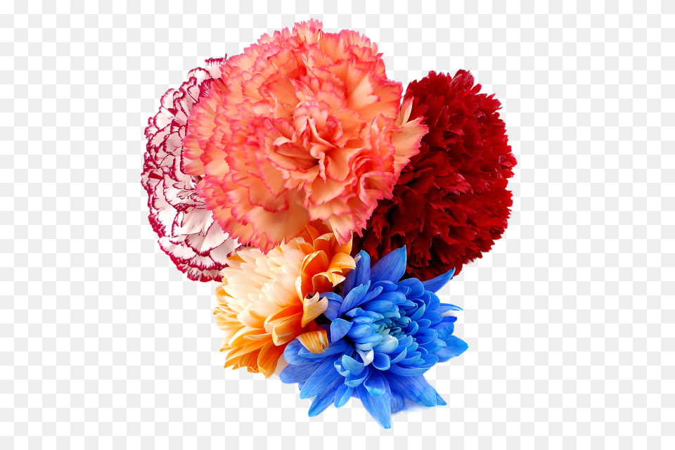 Flowers, Carnation, Flower, Plant, Dahlia Free Png