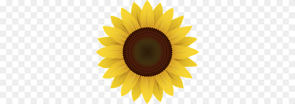 Flowers Flower, Plant, Sunflower Free Transparent Png