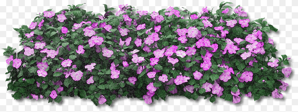 Flowers Flower, Geranium, Plant, Purple Free Png