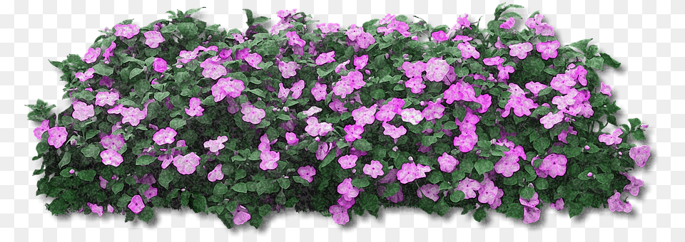 Flowers Flower, Geranium, Plant, Purple Free Transparent Png