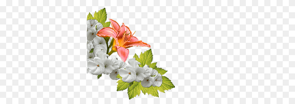 Flowers Anther, Flower, Flower Arrangement, Geranium Png Image
