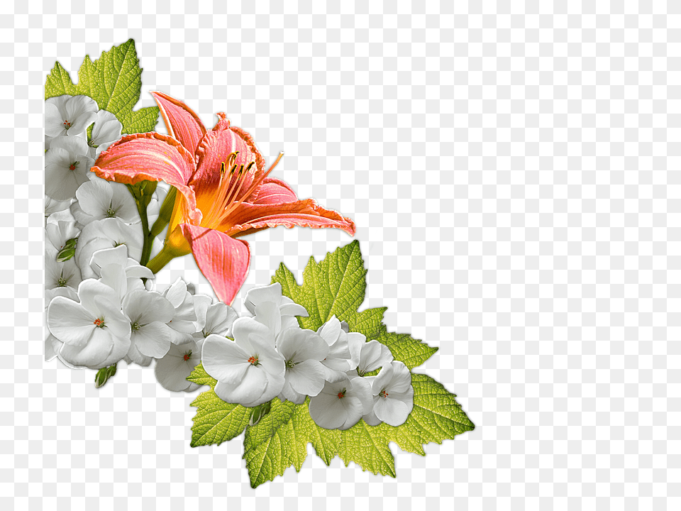 Flowers Flower, Geranium, Plant, Flower Arrangement Free Transparent Png